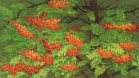 Pihlajanmarjat (Rowan berries) 70x105